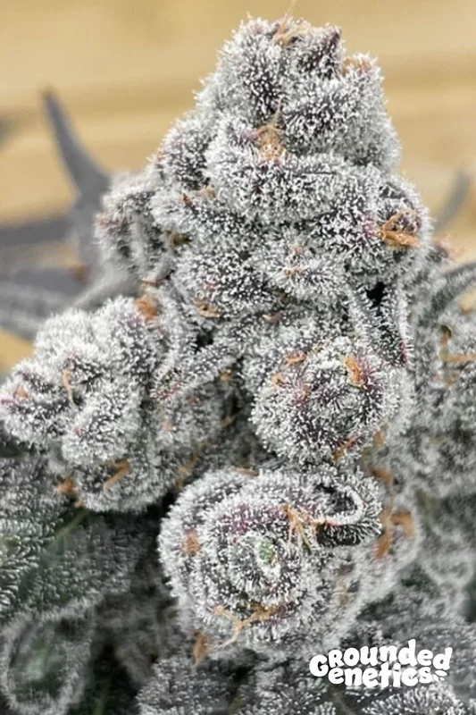 Strawberry Gummies van Grounded Genetics