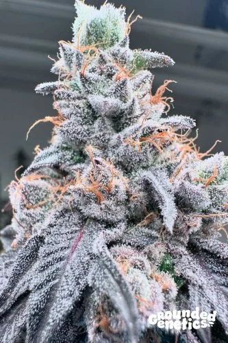 Swoosh van Grounded Genetics