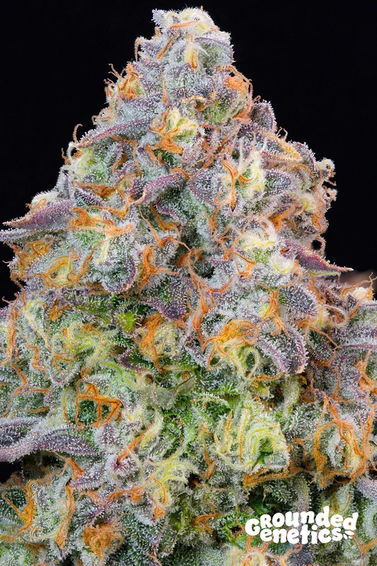 Blue Zlime van Grounded Genetics