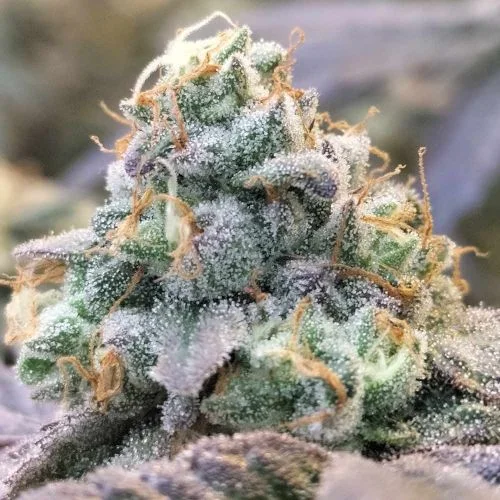 Zlurpi van Grounded Genetics