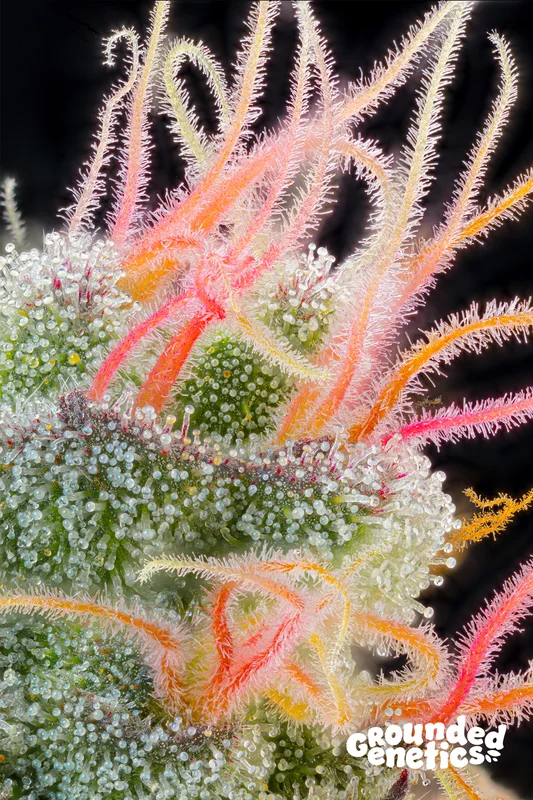 Pink Honey van Grounded Genetics