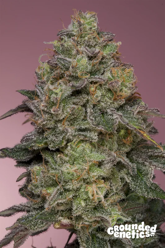 Pink Parmesan van Grounded Genetics
