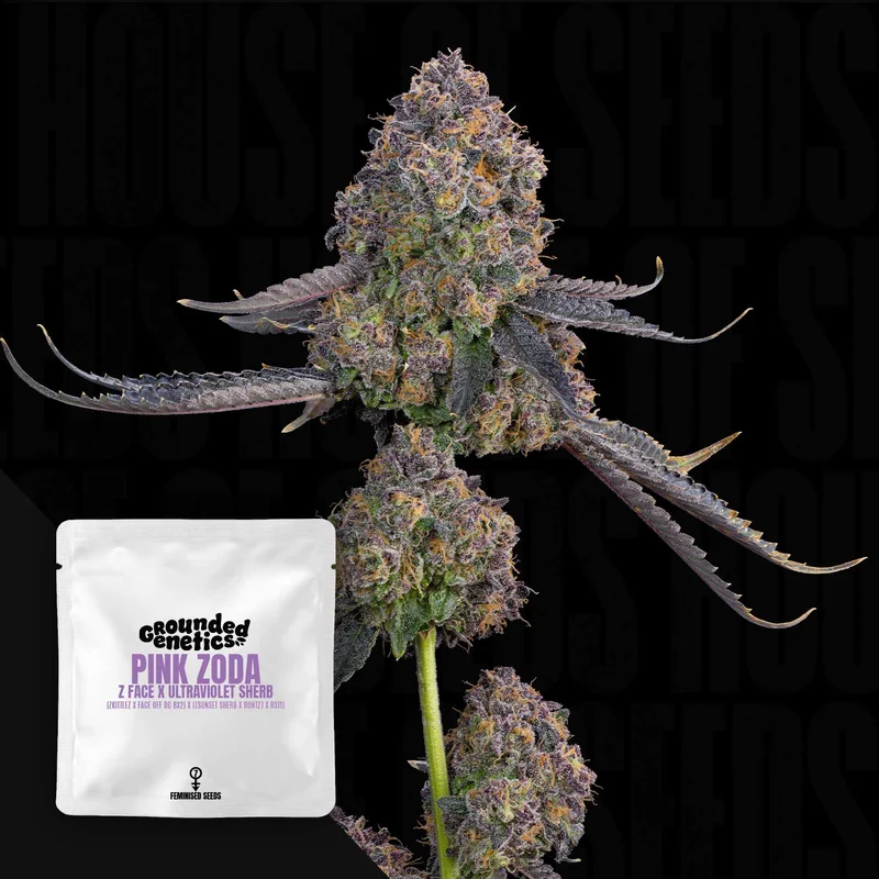 Pink Zoda van Grounded Genetics
