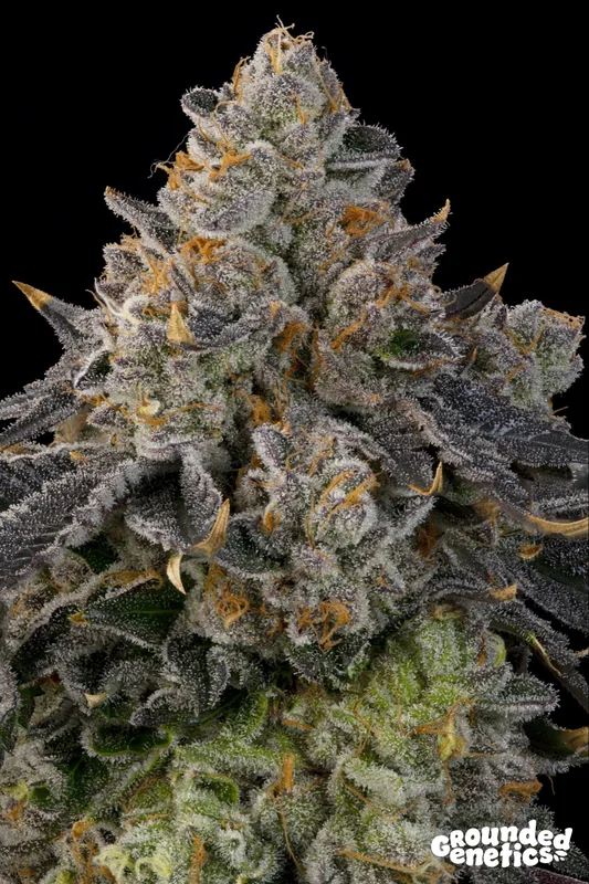 Peach Gummies van Grounded Genetics