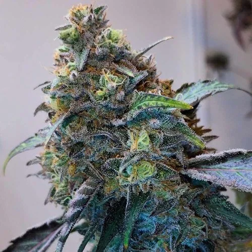Zilk Road van Grounded Genetics