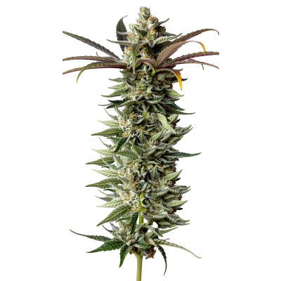 Naranja Biscotti Fast Version van Growers Choice