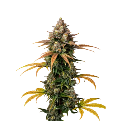 Braindamage van Growers Choice