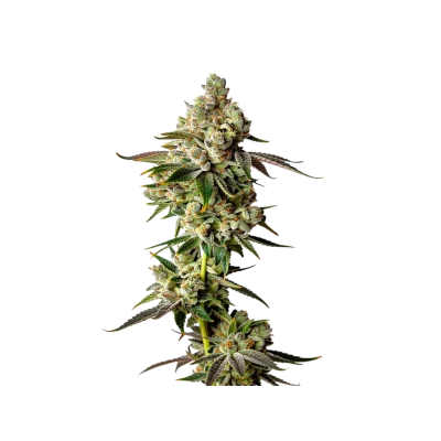 Apple Fritter van Growers Choice