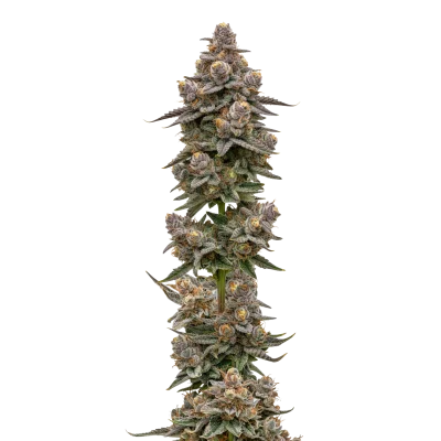 Blue Zeclair van Growers Choice