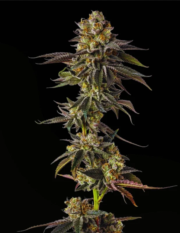 Toad Venum van Growers Choice