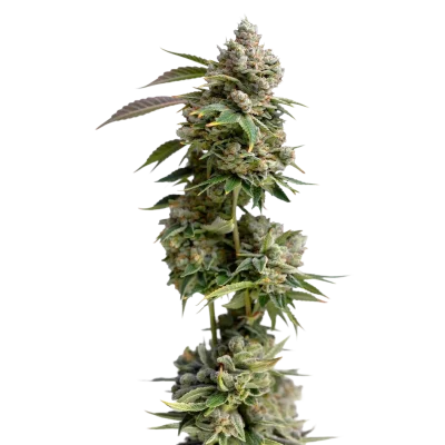 Bruce Banner III van Growers Choice
