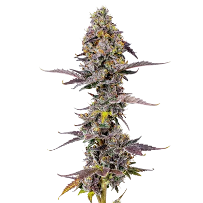 Applez and Bananaz van Growers Choice