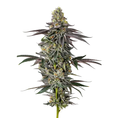 Original Oreoz van Growers Choice