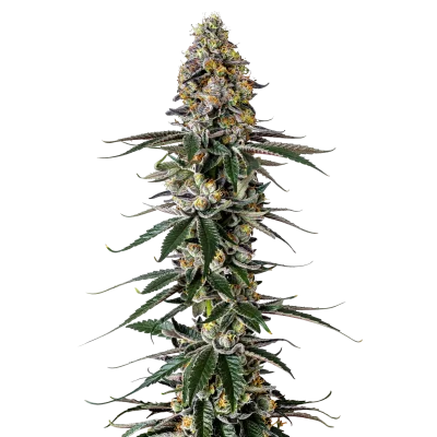 Milkshake Nerdz van Growers Choice