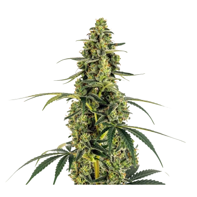 Monsterbud van Growers Choice