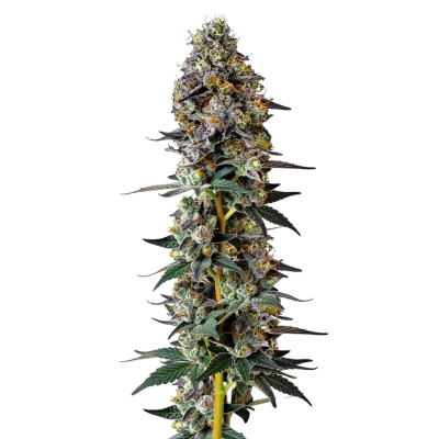 Tropicana Weddingcake van Growers Choice