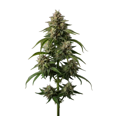 Cherry 7up Limited Edition van Growers Choice