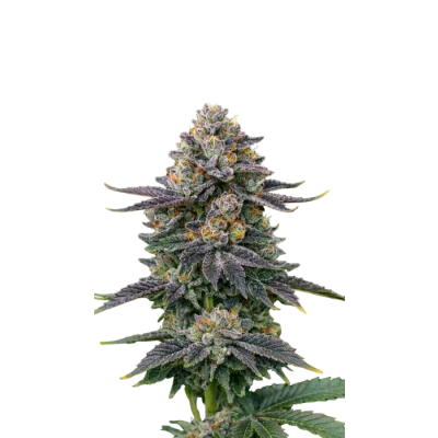 RS11 van Growers Choice
