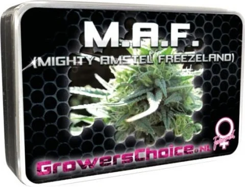 MAF Mighty Amstel Freezeland van Growers Choice
