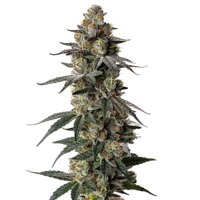 MAC1 van Growers Choice