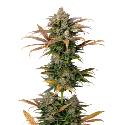 Frosty Gelato van Growers Choice