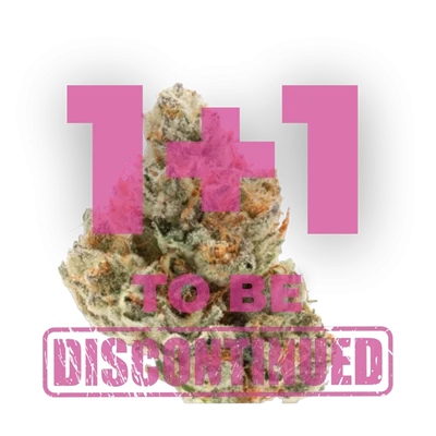Chocolate Sherbet van Growers Choice