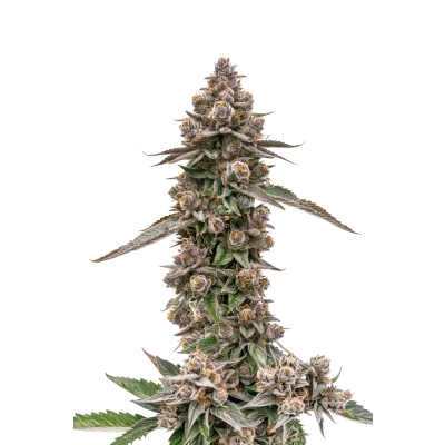 King Louis Garcia van Growers Choice