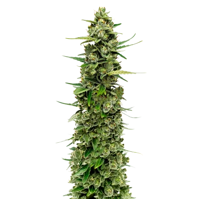 The real amnesia van Growers Choice