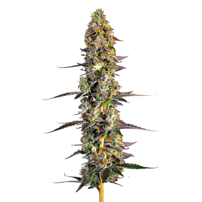 Unicorn Wagyu van Growers Choice