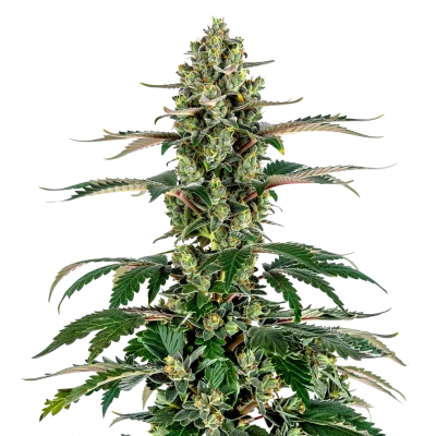 Charlotte's Dream CBD van Growers Choice