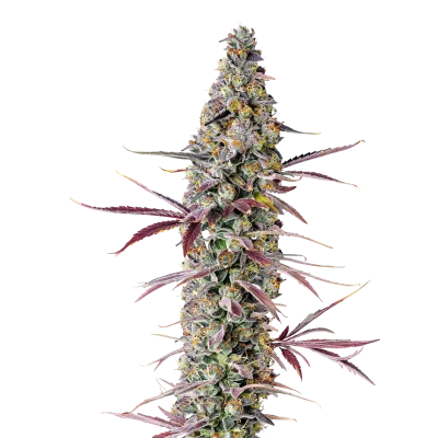 Double XL Red Banana berry van Growers Choice