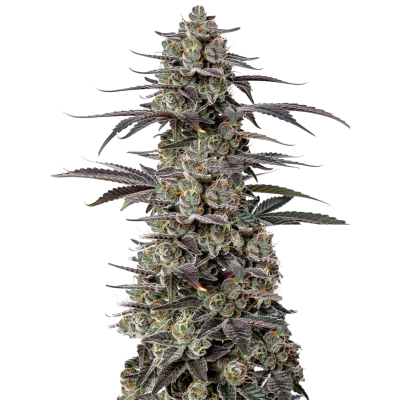 Tropicana Cherry Triploid F1 van Growers Choice