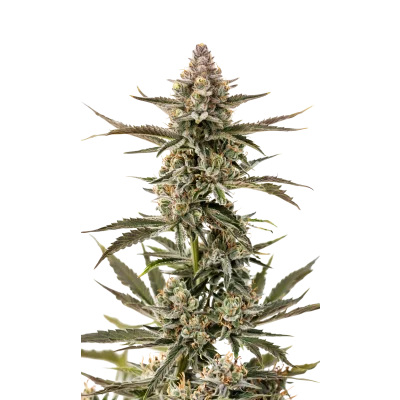 Forbidden Runtz van Growers Choice