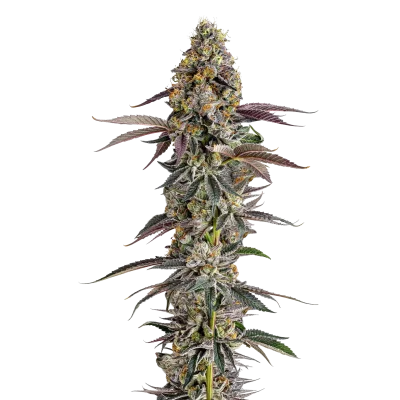 Platinum Mimosa Cookies Fast Version van Growers Choice