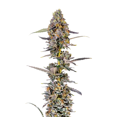 Cherry Mac Muffin van Growers Choice