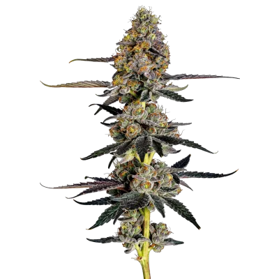 Watermelon punch van Growers Choice