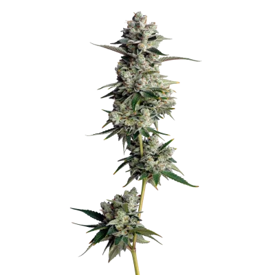 Double XL Tropical cookies van Growers Choice