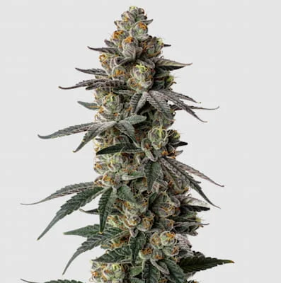 MAC 1 van Growers Choice