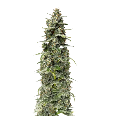 Mighty Amstel Freezeland MAF Fast Version van Growers Choice