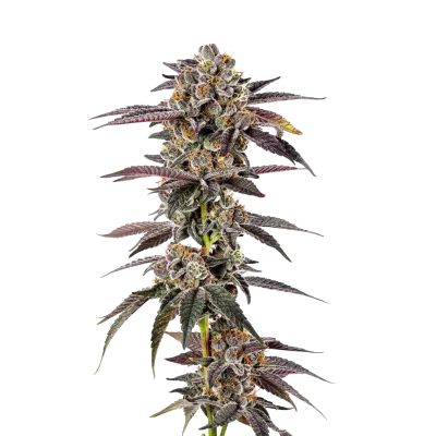 Superboof van Growers Choice