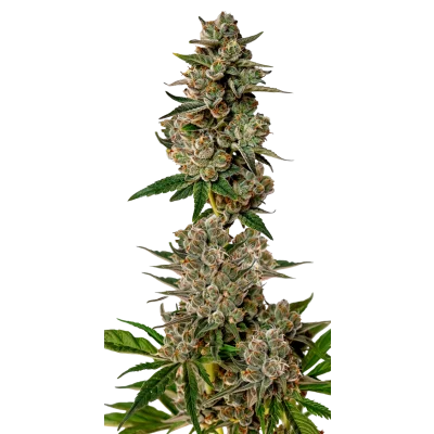Gorilla cookies van Growers Choice