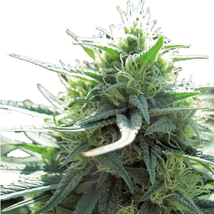 MAF Mighty Amstel Freezeland van Growers Choice