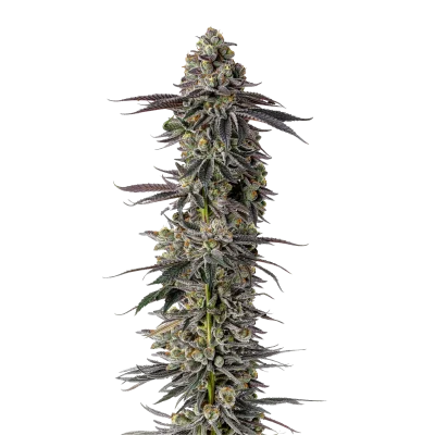 Mimosa Gusher Limited Edition van Growers Choice