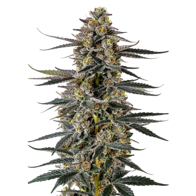 Iced Sangria Triploid F1 van Growers Choice