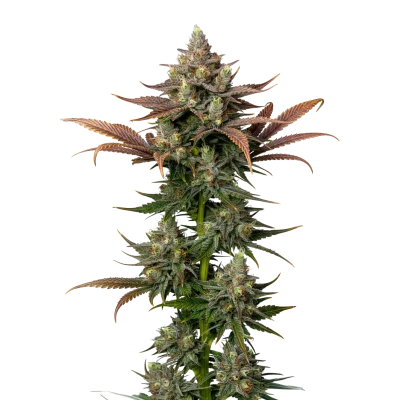 Rainbow candy van Growers Choice