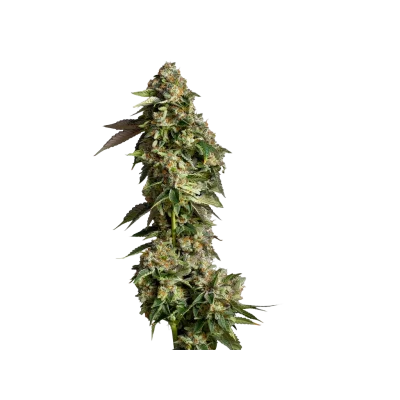 Ultra Violet GMO van Growers Choice