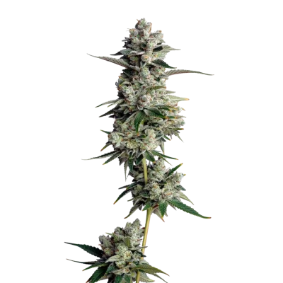 Tropical cookies van Growers Choice