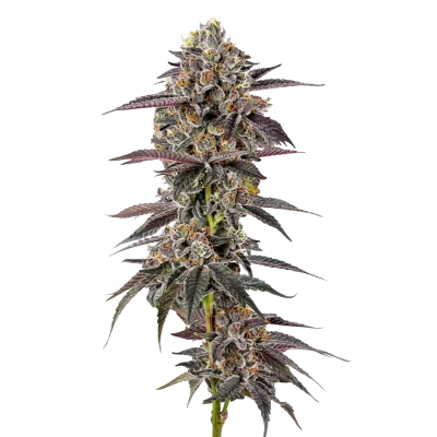 Lemon Cherry Mochi van Growers Choice