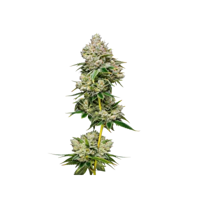 White Truffle Limited Edition van Growers Choice
