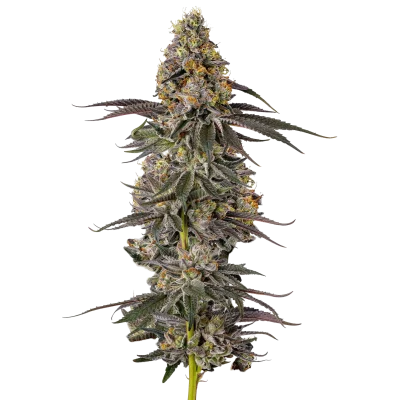 Sticky Wasabi Triploid F1 van Growers Choice